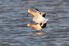 AvocetMating-182.jpg