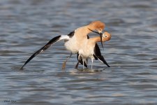 AvocetMating-183.jpg