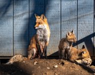 Mom and 3 kits (1 of 1).jpg