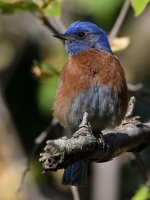 Bluebird3.jpg