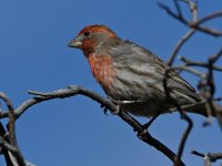 Finch2.jpg