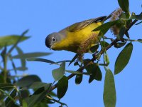 NashvilleWarbler.jpg