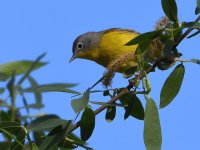 NashvilleWarbler2.jpg