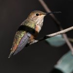 Hummer4.jpg