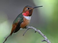Hummer6.jpg