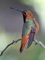 Hummer14.jpg