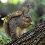 Squirrel2.jpg