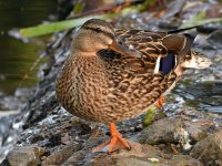Mallard.jpg