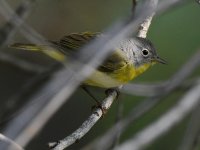 NashvilleWarbler.jpg