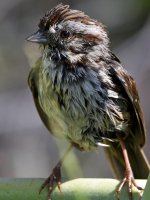 Sparrow.jpg
