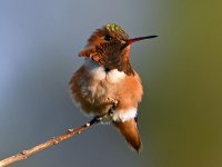 Hummer8.jpg