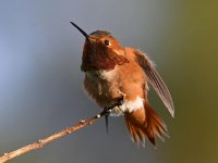 Hummer9.jpg