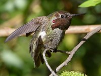 Hummer27.jpg