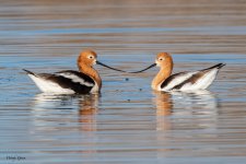 AmericanAvocetPair-183.jpg