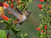 Hummer29.jpg