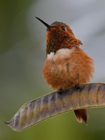 Hummer4.jpg