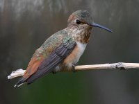Hummer9.jpg