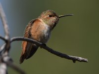 Hummer14.jpg