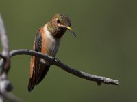 Hummer18.jpg