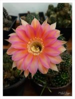 diff-blossom-1.jpg