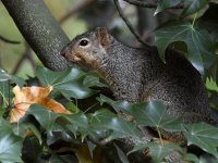 Squirrel2.jpg