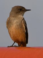 SaysPhoebe3.jpg