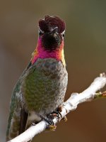 Hummer3.jpg