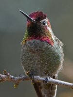 Hummer16.jpg