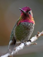 Hummer18.jpg
