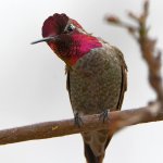 Hummer19.jpg