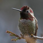 Hummer22.jpg