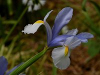 Iris2.jpg