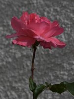 Rose2.jpg