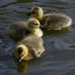 Gosling6.jpg