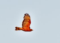 _ROY8895_01.jpg