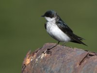 Swallow.jpg
