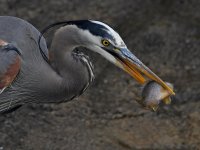 BlueHeron8.jpg