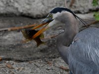 BlueHeron12.jpg