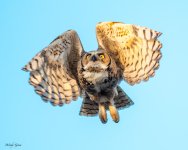OwllFlight-183.jpg