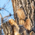 OwllBabyLedge-183.jpg