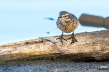 AmericanPipit-183.jpg