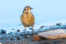 AmericanPipit-184.jpg