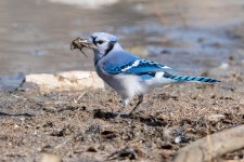 BluejayNesting-183.jpg