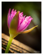 tini-lotus-1-3.jpg