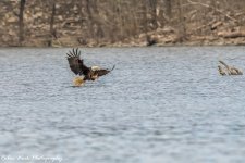RD5_1543-Eagle going for it.jpg