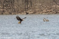 RD5_1544-Eagle at the catch.jpg