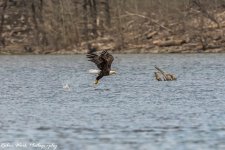 RD5_1545-Eagle with large Crappie.jpg