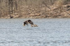 RD5_1546-Eagle turning for home with Fish.jpg