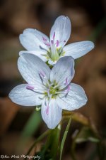 RD5_1095-flower.jpg