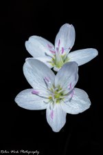 RD5_1096-flower.jpg